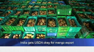India Gets Usda Okay For Mango Export
